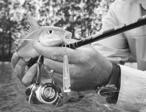 This Bassday sinking popper catches bream and whiting. This little fella slapped the 55mm popper while it was being ripped on the surface.